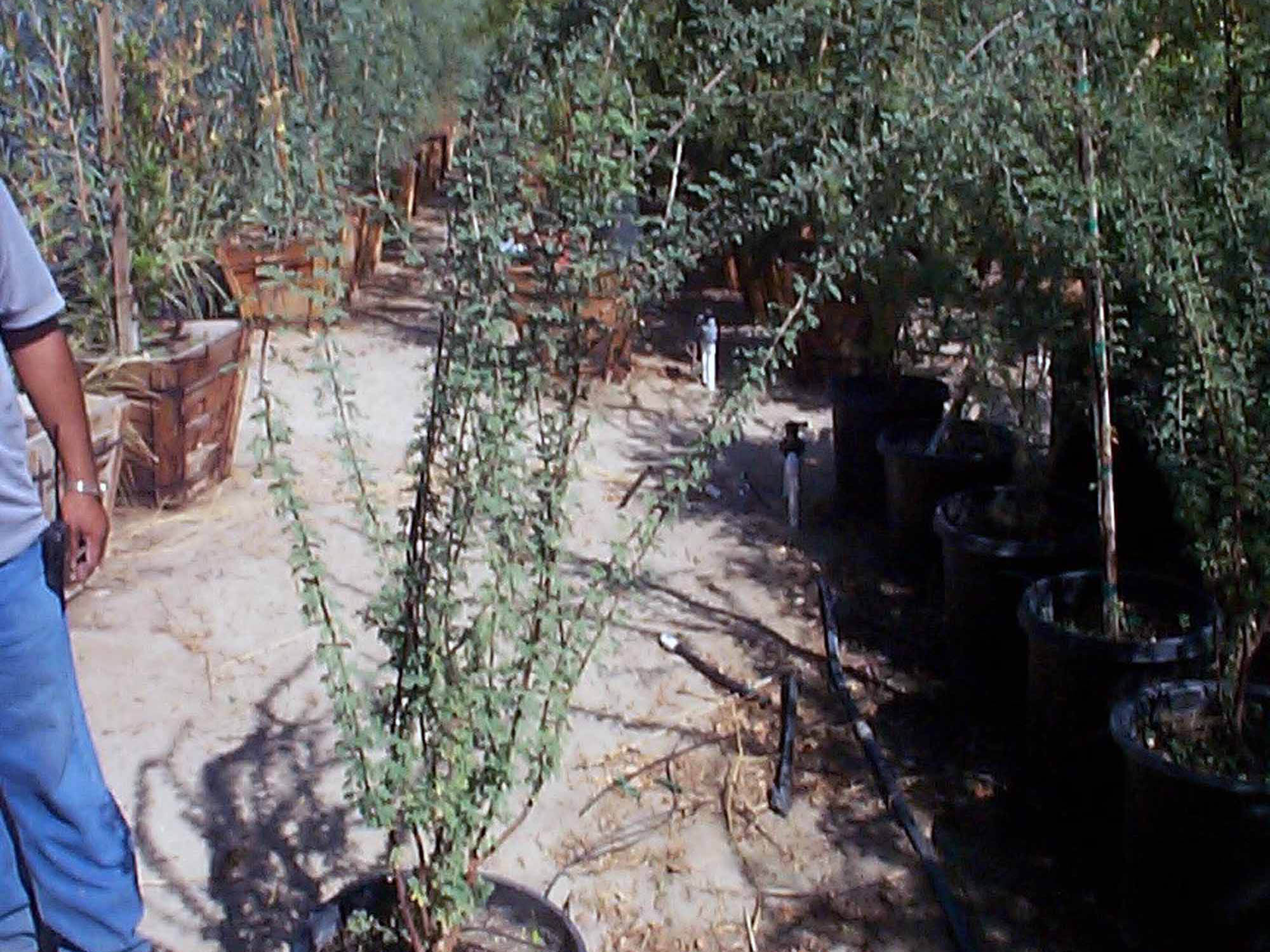 Acacia greggii ( Catclaw acacia )